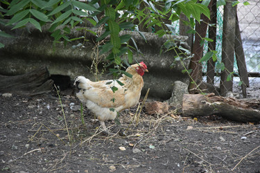 Similar image 22477736