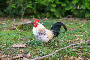 Similar image 22490038