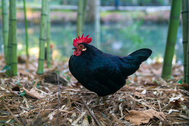 Similar image 22490043