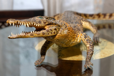 Similar image 22477706