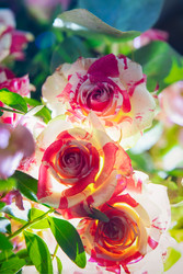 Similar image 22477708