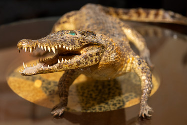 Similar image 22477530