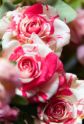 Similar image 22477534