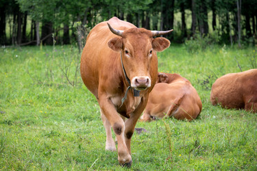 Similar image 22477540