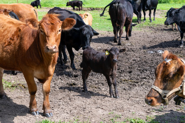 Similar image 22477553