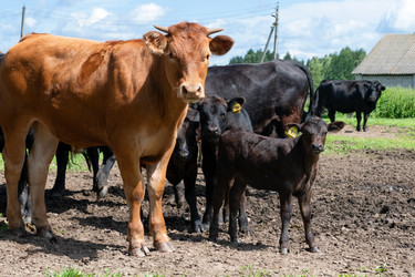 Similar image 22477580