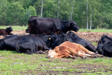 Similar image 22477632