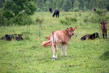 Similar image 22477655