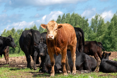 Similar image 22477671