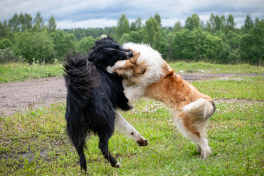 Similar image 22477714