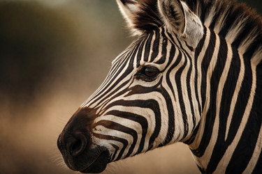 Similar image 22478496