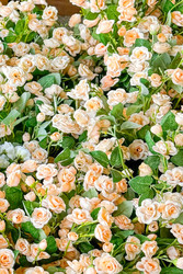 Similar image 22497780