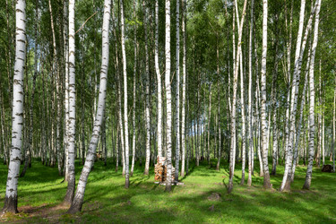 Similar image 22500985