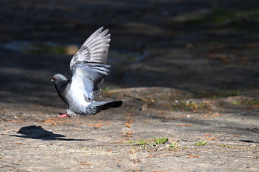 Similar image 22490062