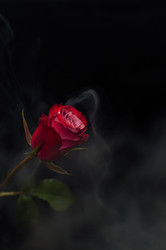 Similar image 22497552