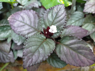 Similar image 22536189