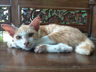 Similar image 22533009