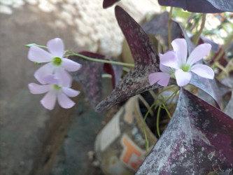 Similar image 22532987