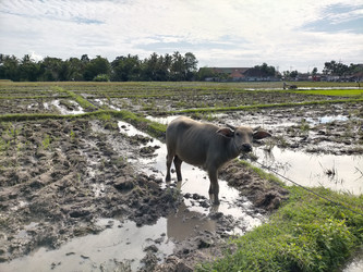 Similar image 22536447