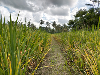 Similar image 22536521