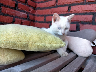 Similar image 22532737