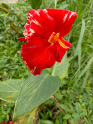 Similar image 22532739