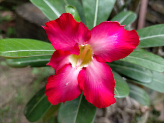 Similar image 22532901