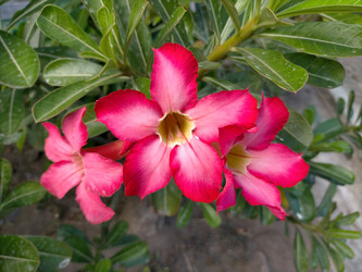 Similar image 22532924