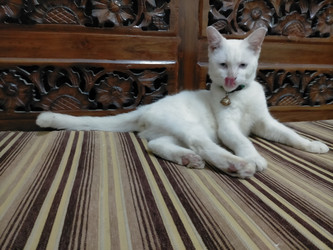 Similar image 22532903