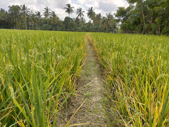 Similar image 22532904