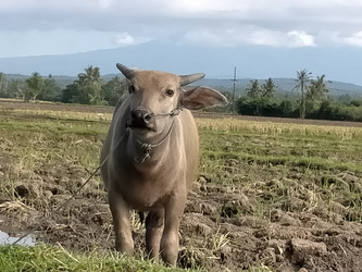 Similar image 22499373