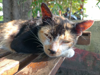 Similar image 22532697