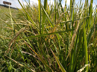 Similar image 22536616