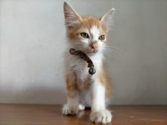 Similar image 22499079