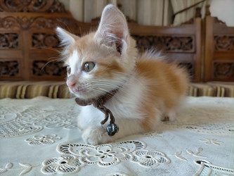 Similar image 22533068