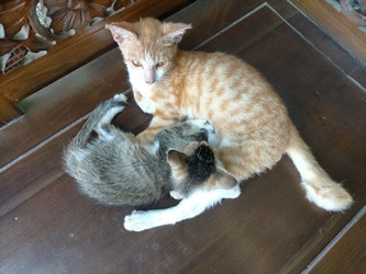 Similar image 22532600