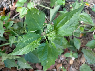 Similar image 22536639