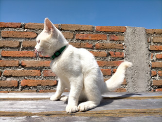 Similar image 22532754