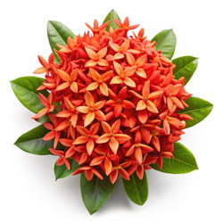 Similar image 22496528