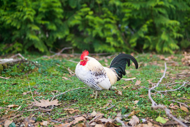 Similar image 22530881