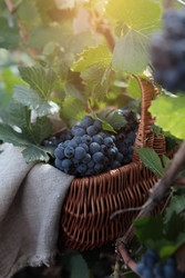 Similar image 22555929