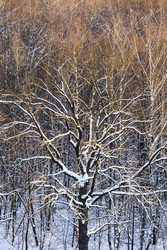 Similar image 22529443