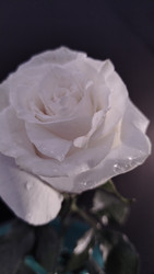 Similar image 22534838