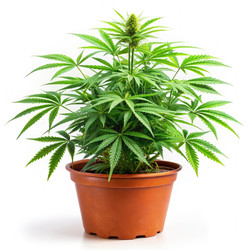 Similar image 22538098