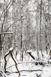 Similar image 22529364