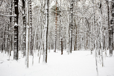 Similar image 22529867