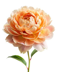 Similar image 22538024