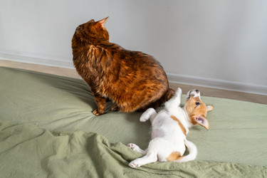 Similar image 22535335