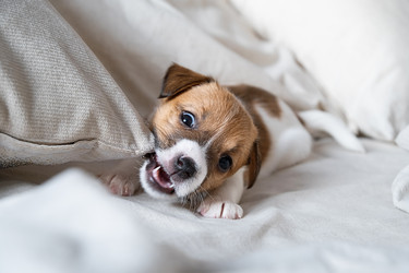 Similar image 22535445