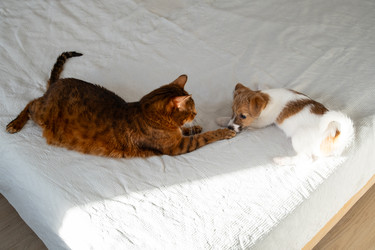 Similar image 22535338